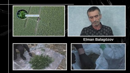 Balakəndə qarğıdalı sahəsində külli miqdarda narkotik aşkarlandı