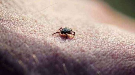 Çində yeni virus aşkarlandı: Gənə ilə ötürülür